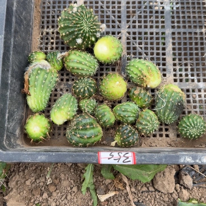 352筐拍不好丽花侧牙很小