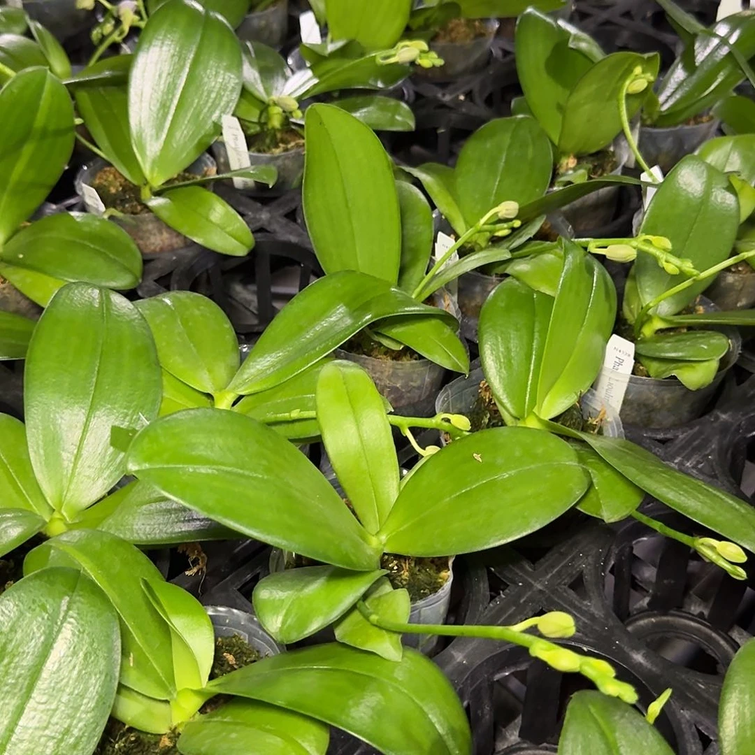 当前无花栽培后可以开花柳林蓝星2.5寸