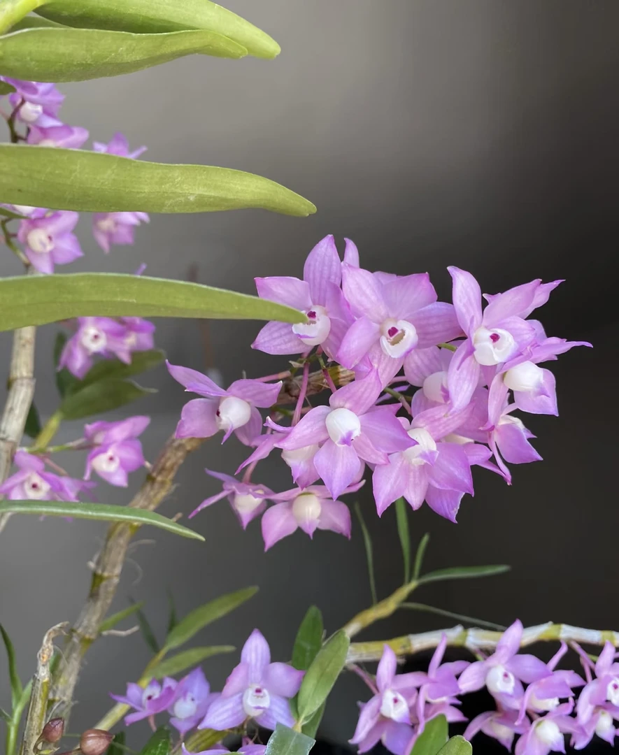 重唇石斛兰（可食用）盆栽爆花好养花期长室内阳台 云南鲜花绿植