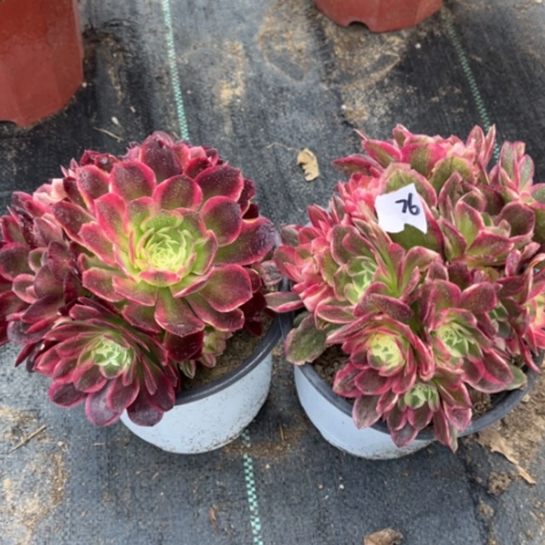 【闪购商品】76玉姿多肉法师