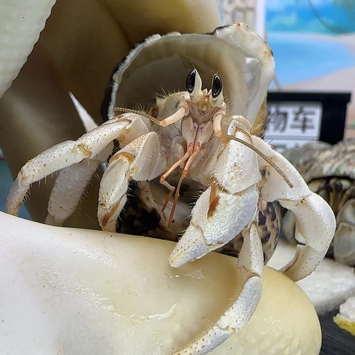 A41干净灰白1.8cm口径