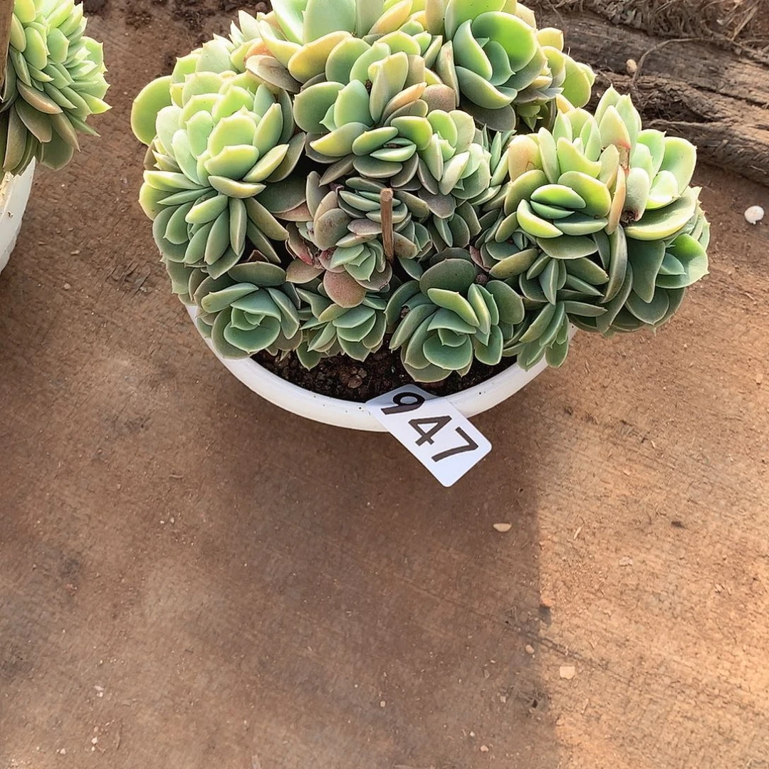 947星纳塔 一物一拍多肉