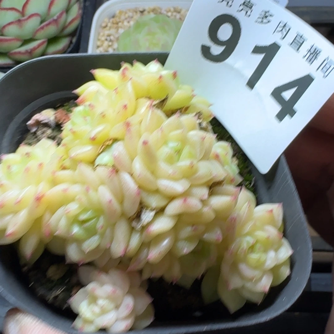麦秆群生        平安福寿多，财运福运走上坡