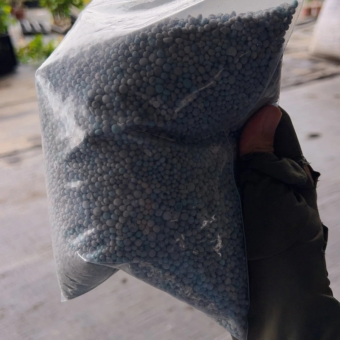 当前无花栽培后可以开花专用肥2斤