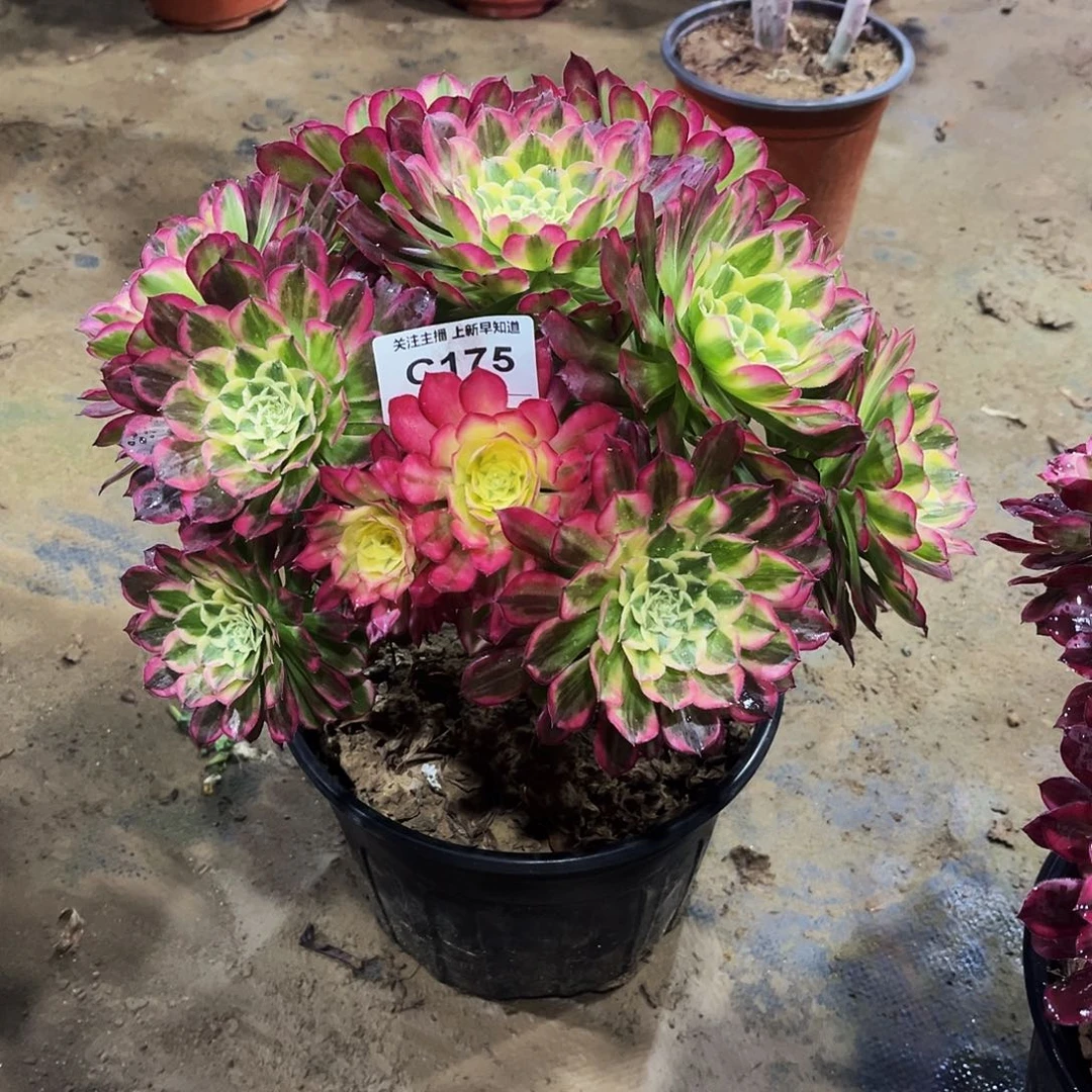 傻**?多肉175天合法师