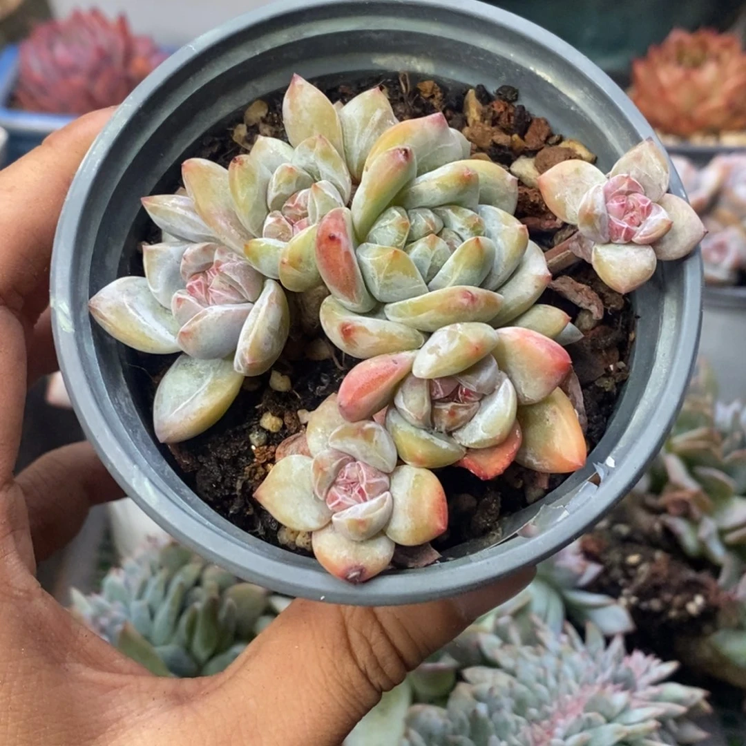 星影群生一物一拍