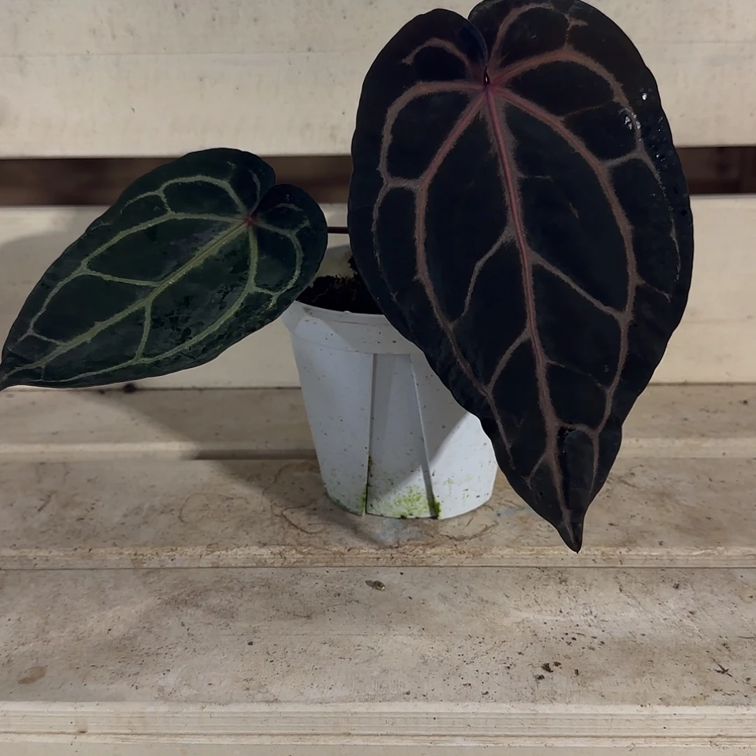 无花朵红水晶花烛