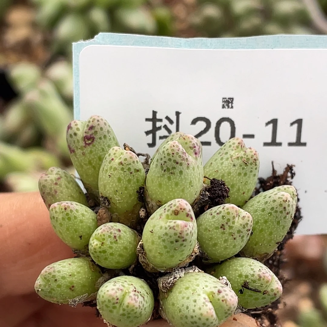 20-11草莓斑马肉锥