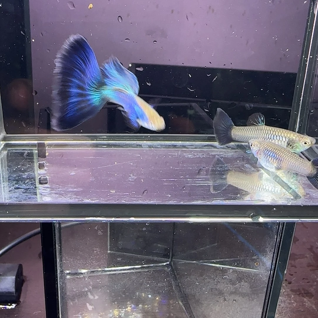 孔雀鱼新加兰两队！！