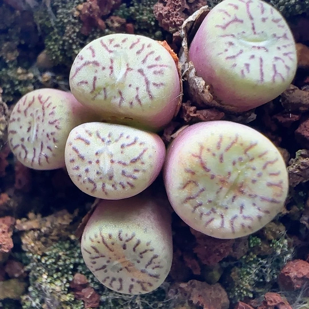 开播福利来啦39699