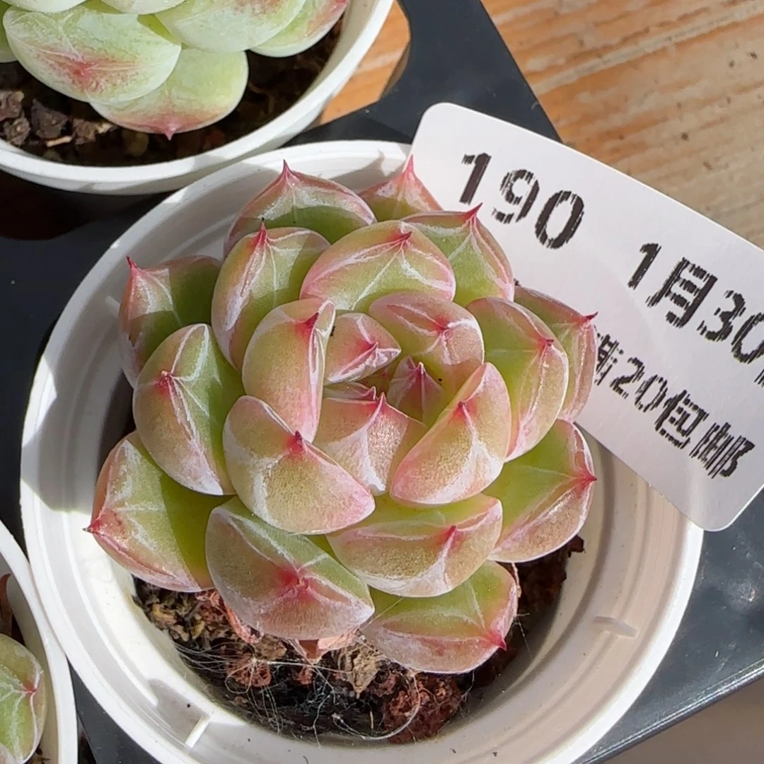 花语逸镜0130-190