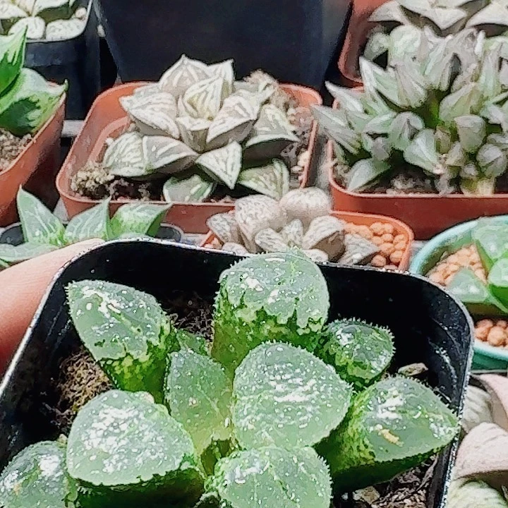 无花朵十二卷 池田玻璃 福利