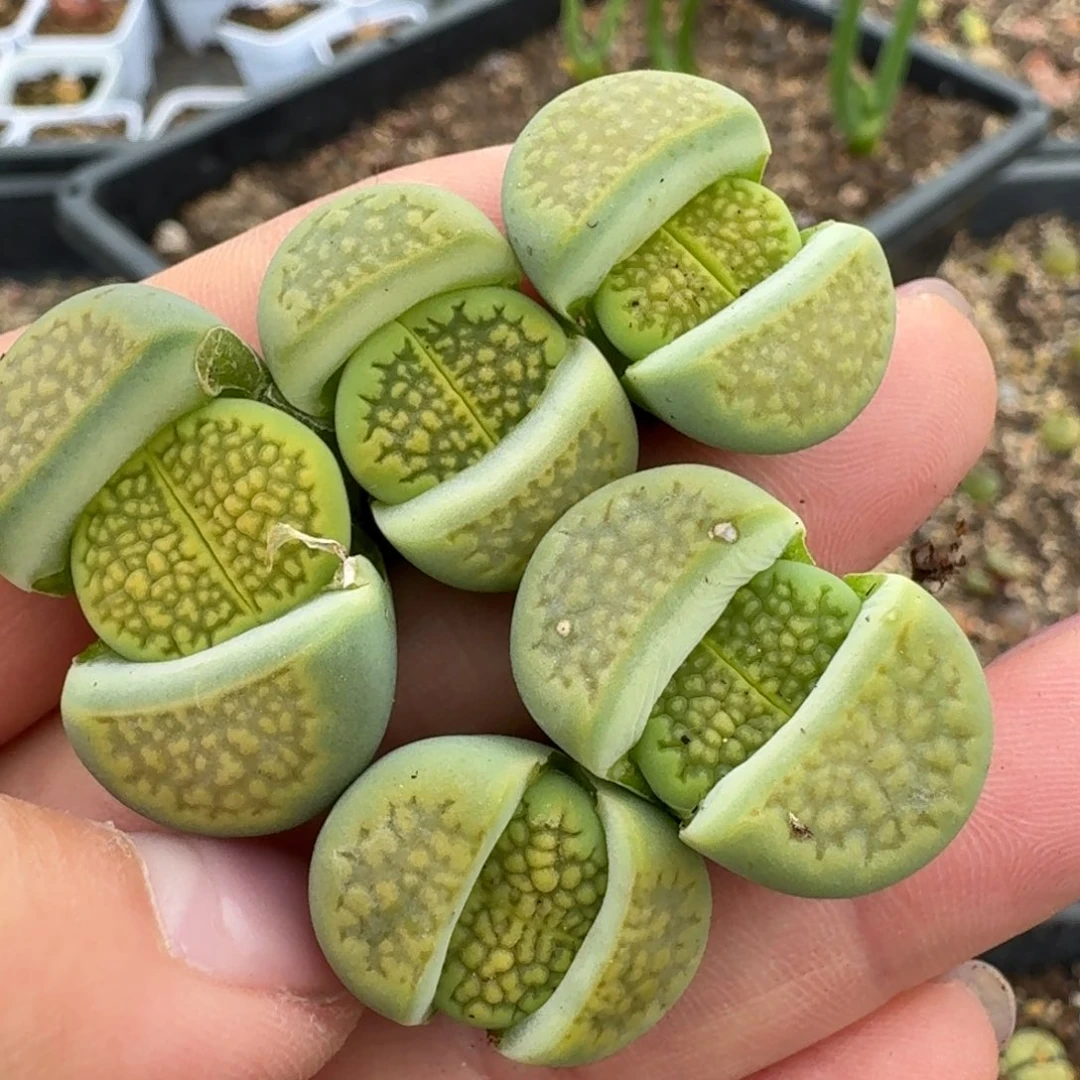 372五颗黄巴黎00000000