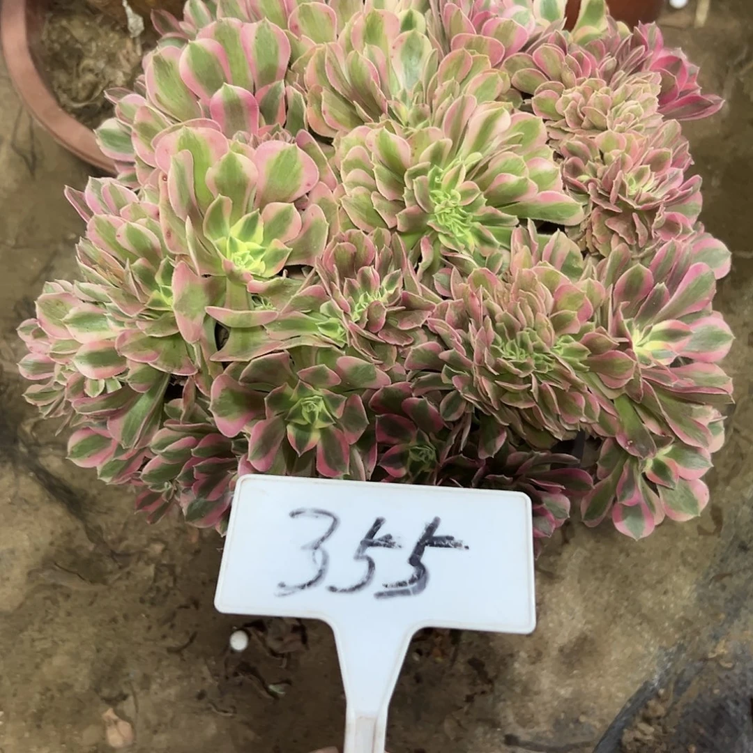 多肉植物粉女巫缀花355