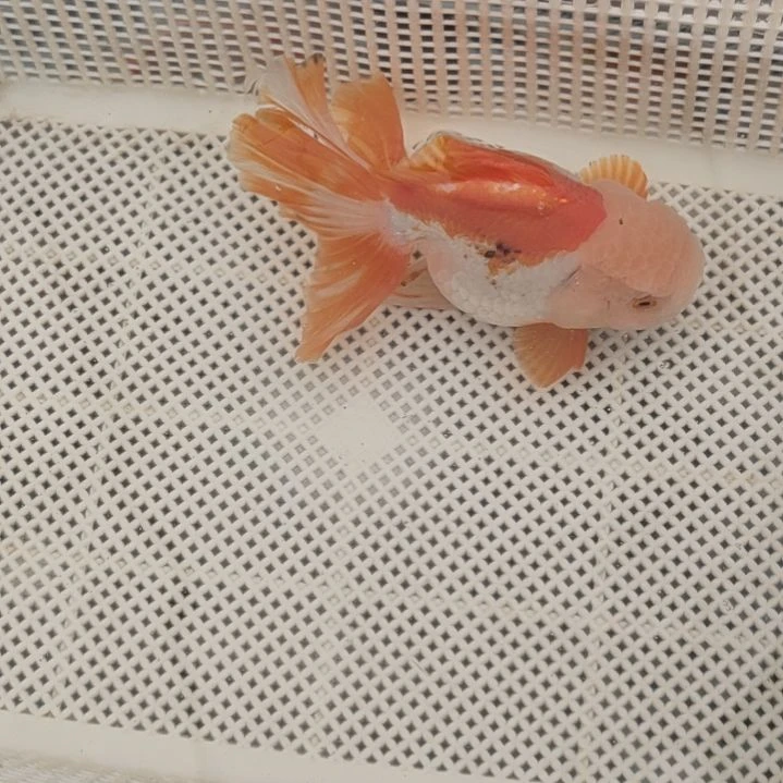 金鱼精选千褶泰狮