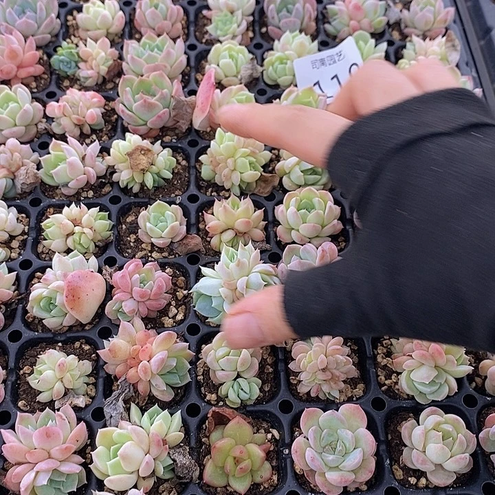 119 多肉植物盆栽花卉