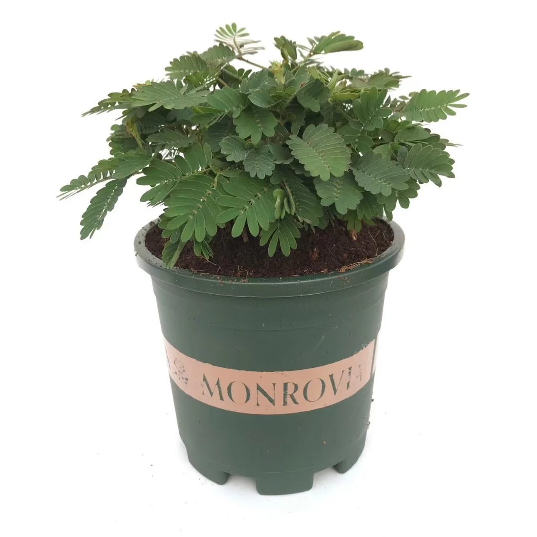 含羞草小盆栽室内阳台植物四季常青易种花卉怕羞草害羞草趣味植物