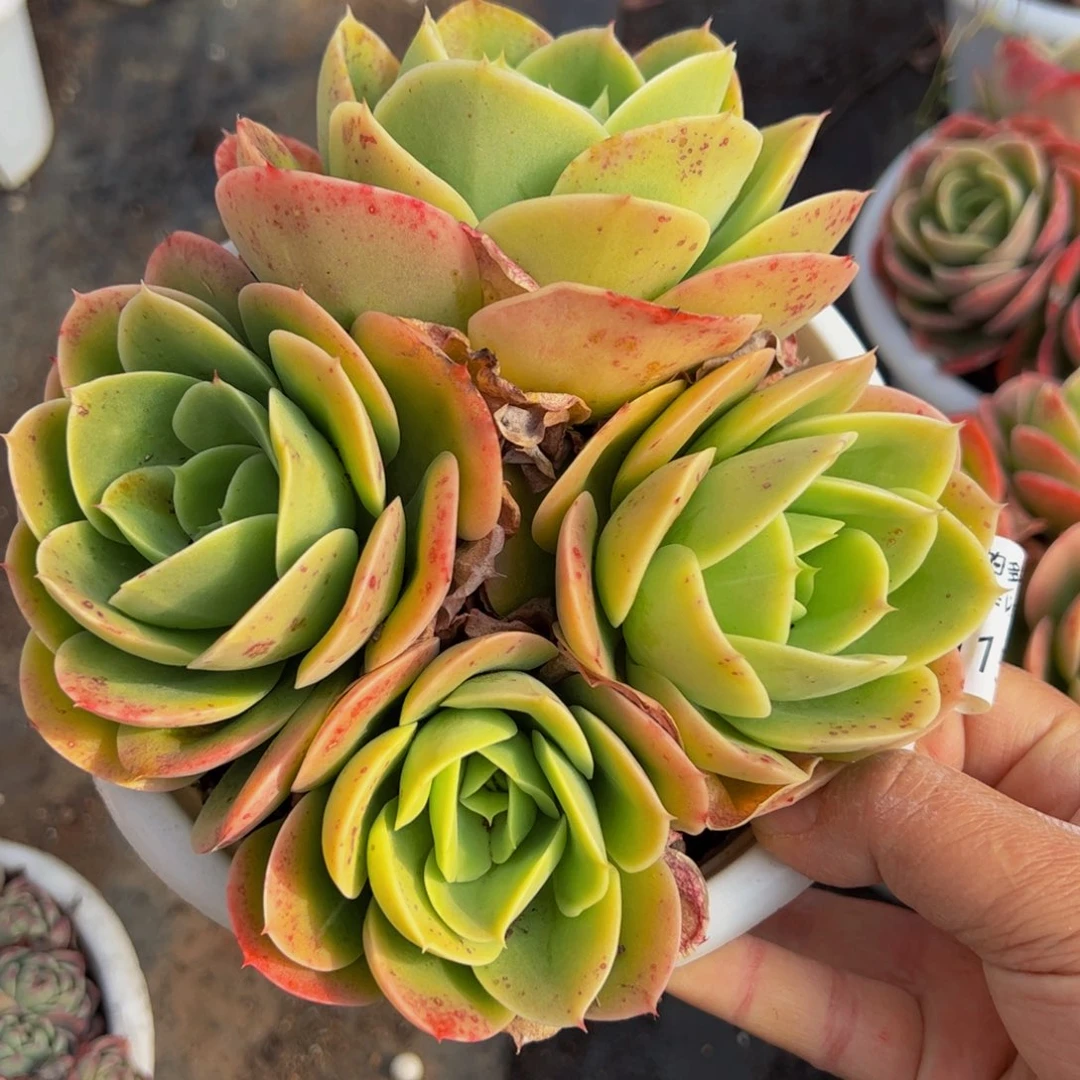 星娜塔四头群生多肉