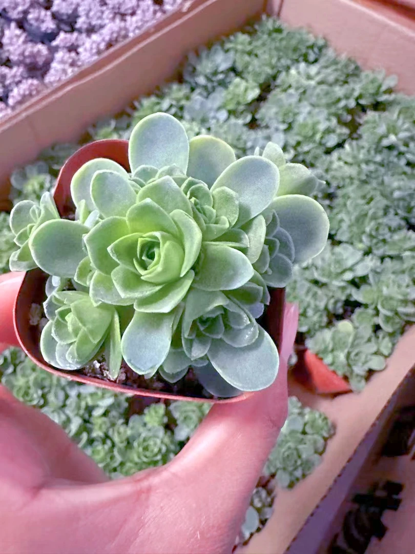 山地玫瑰多肉植物（满9.9元包邮发货）