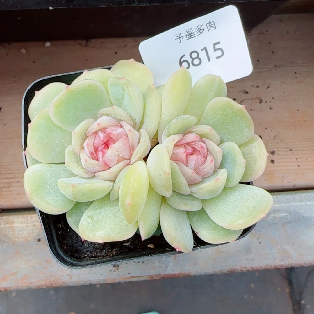 梦奇，6815多肉植物
