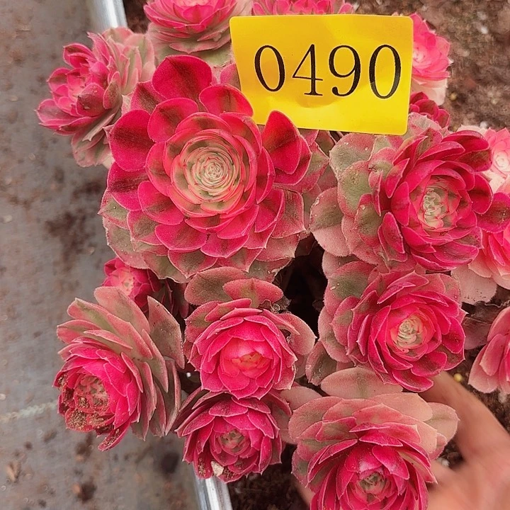 多肉植物倾城0490