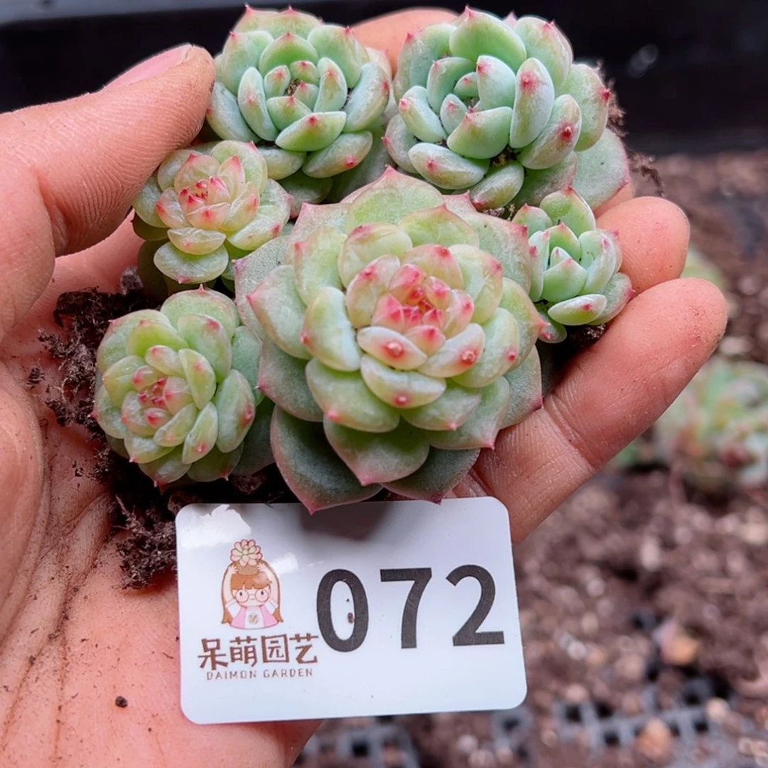 多肉植物多肉植物