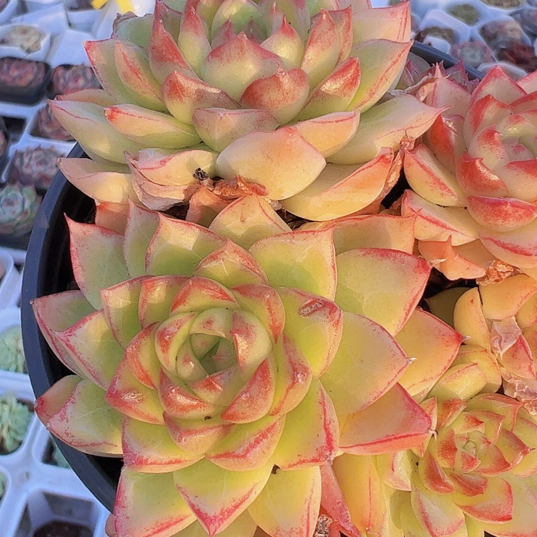 大边线女王4头起多肉