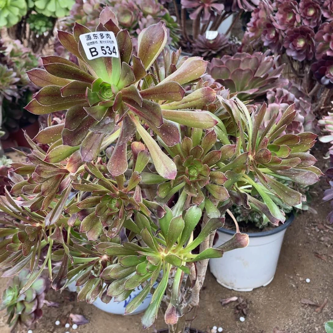 534慧法师多肉法师断枝不包