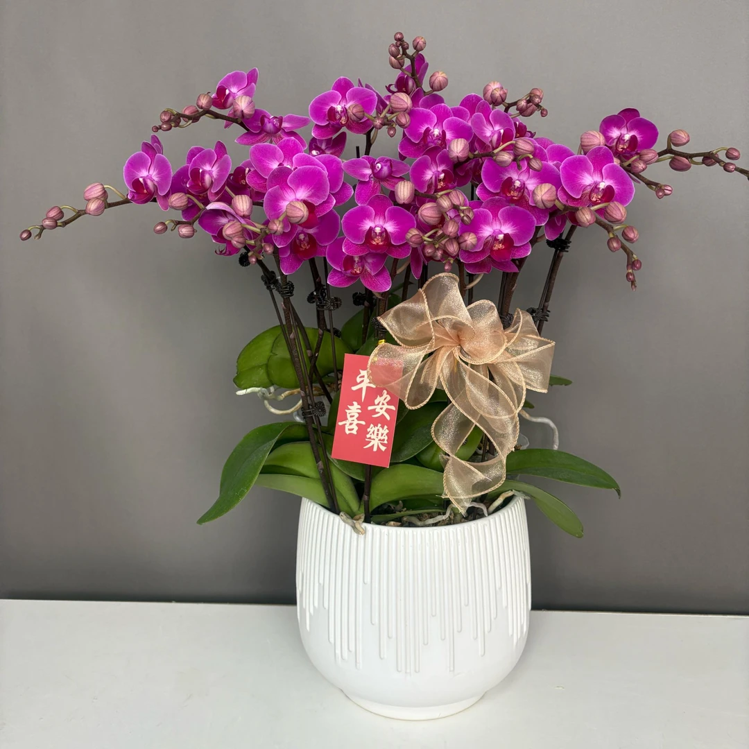 【幸福仙女】蝴蝶兰带花剑室内精品观赏真花盆栽结婚乔迁开业