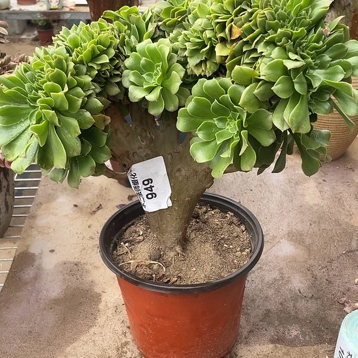 949，绿羊绒缀包邮