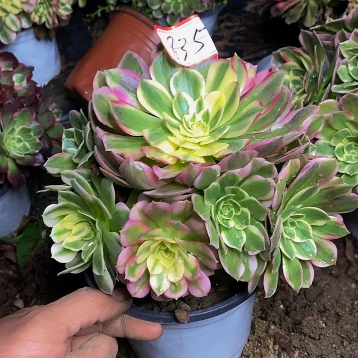 海仙老桩捧花835号