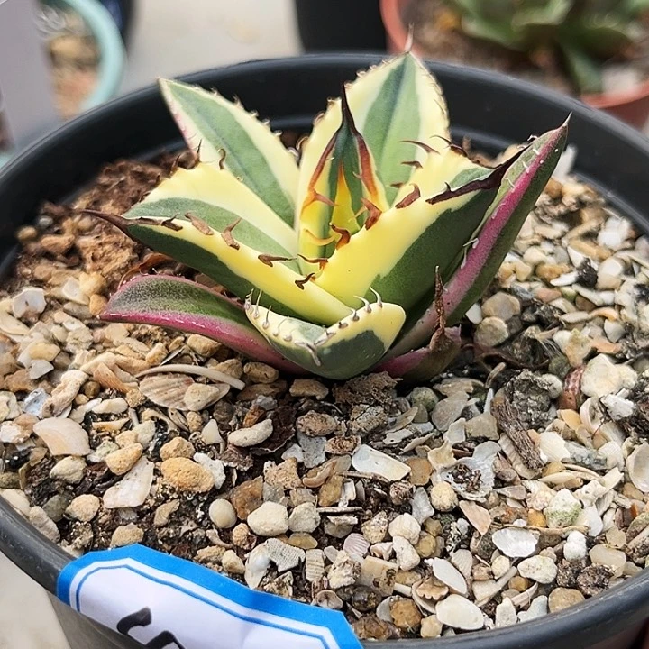 z***d潮流植物，龅牙龙舌兰