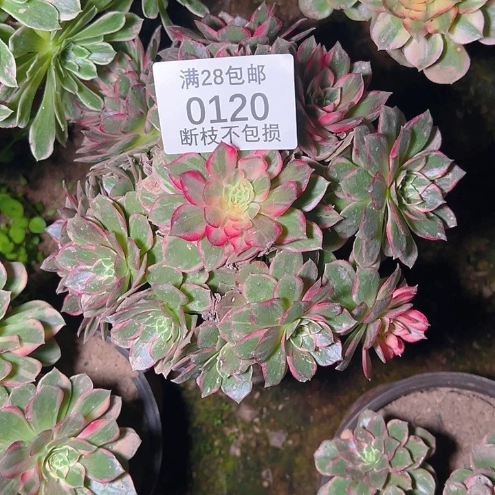 0120万花筒多肉植物