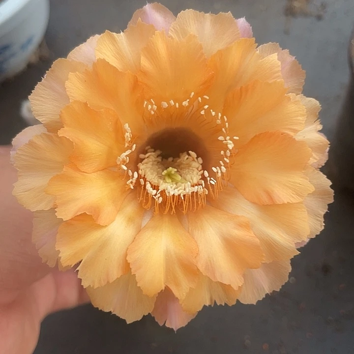 76锯齿边摘花脱土发货