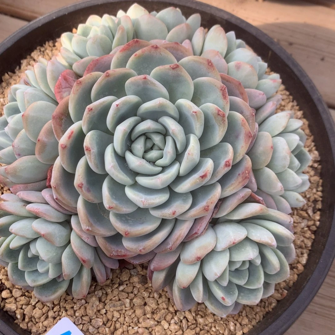 A995售后范围：签收起7天内，录开箱视频