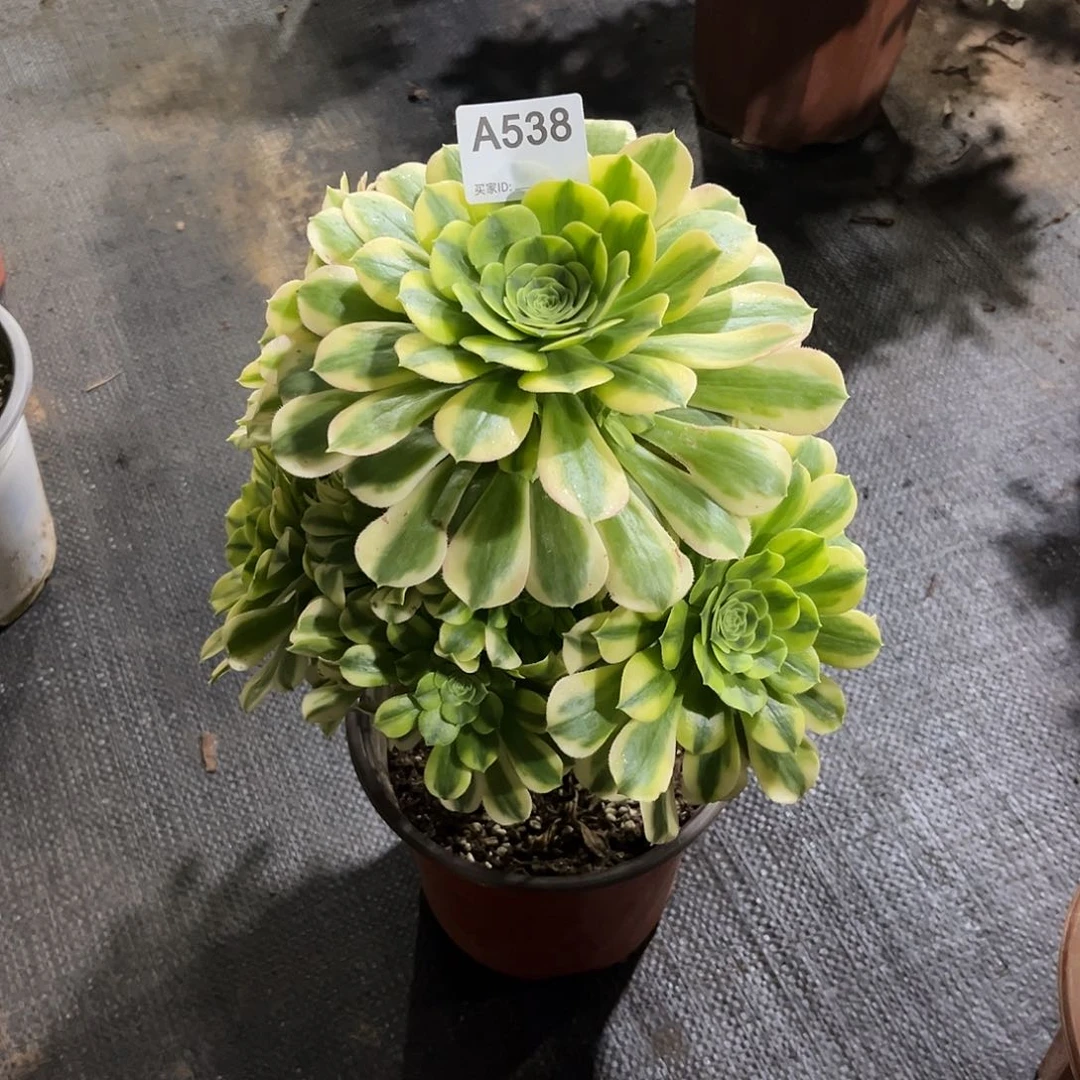 金丝多肉植物538