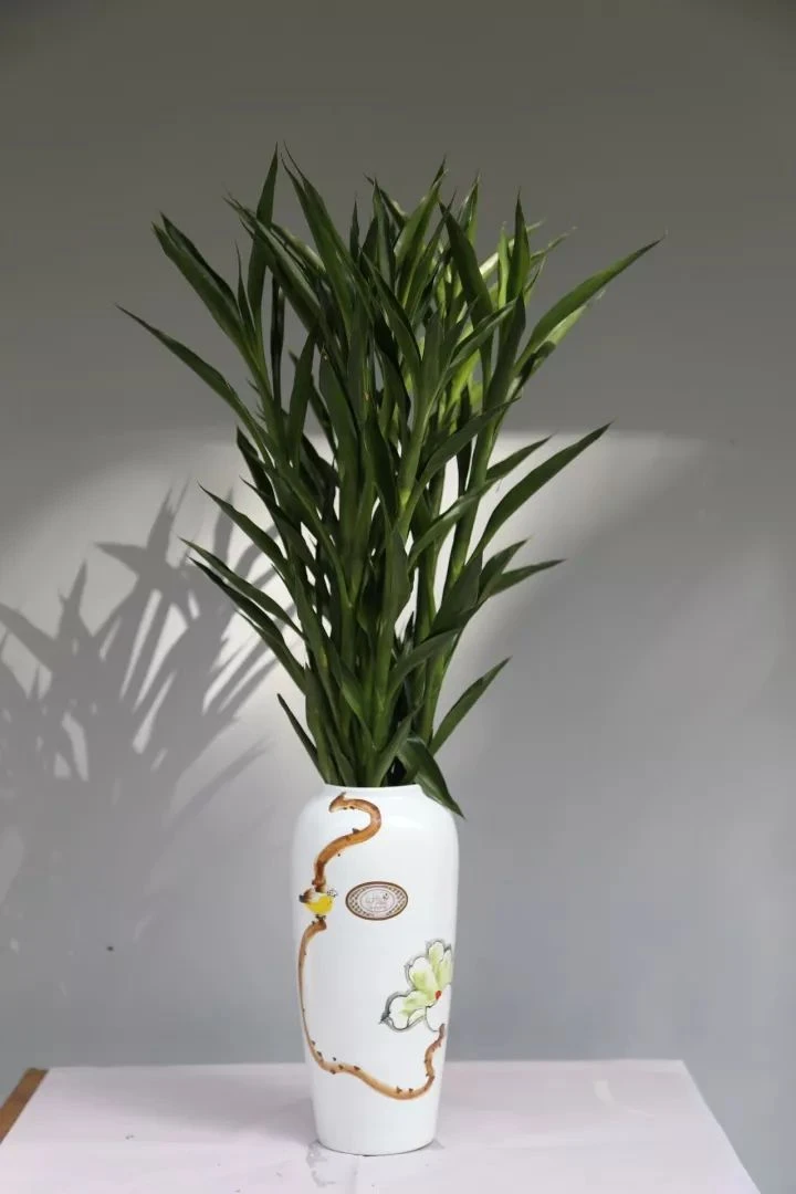 带根招财竹水培水养绿植花卉室内客厅净化空气