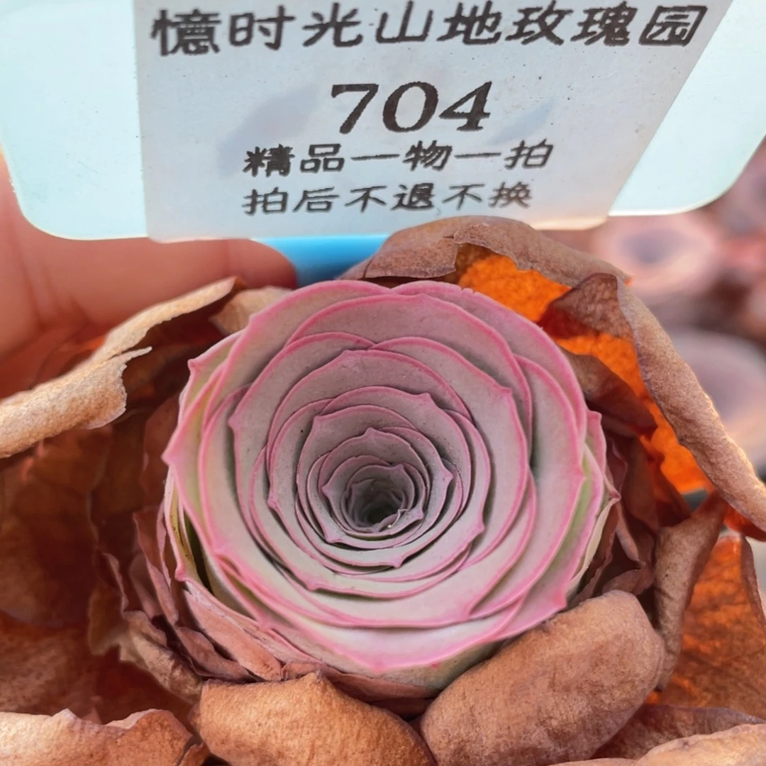 山地玫瑰704裸根发货不售后