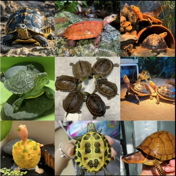 宠物活体通用链接