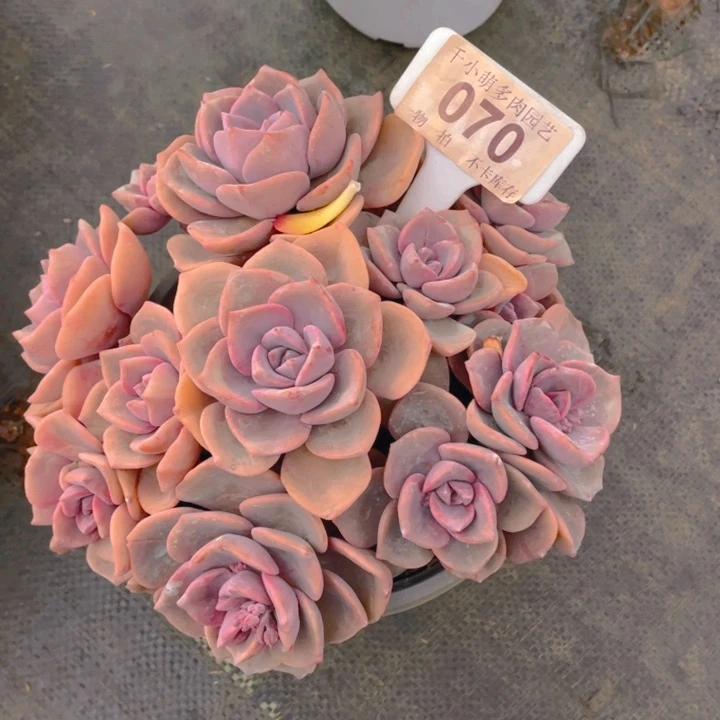 我****豆谢谢你的支持0000070