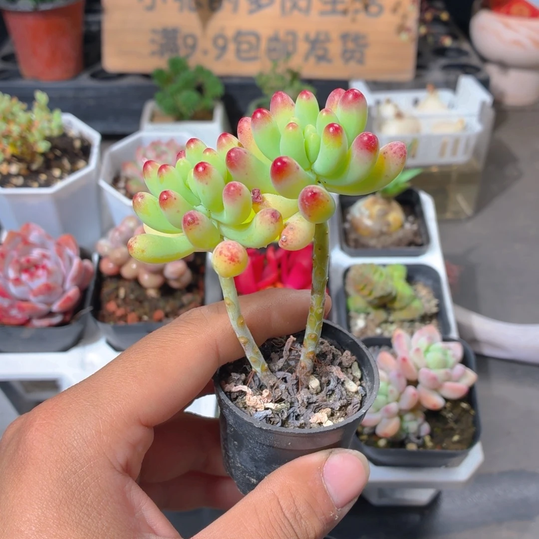 乙女心多肉9.9包邮发货