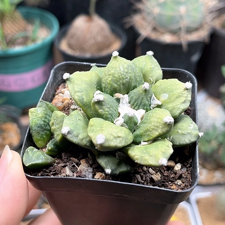 无花朵双头牡丹自根带盆发货