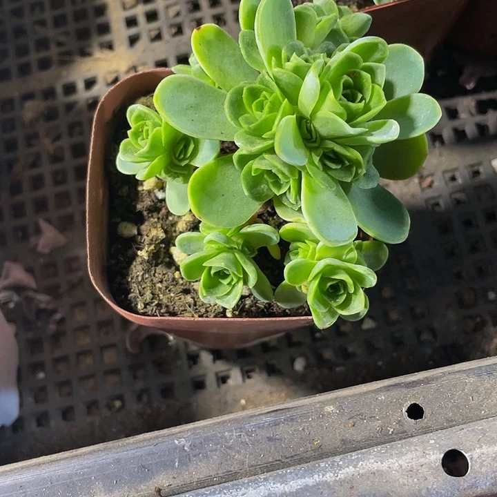 山地玫瑰群2.5带盆