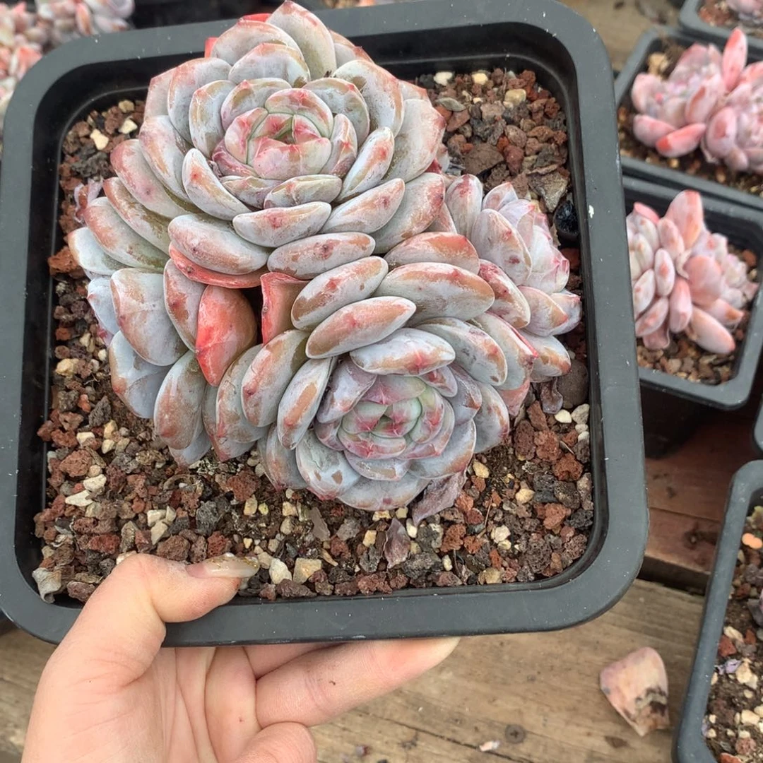 哈哈哈哈哈哈哈哈哈哈