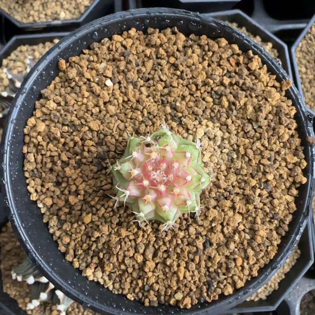 泰系实生轮回带盆土发货