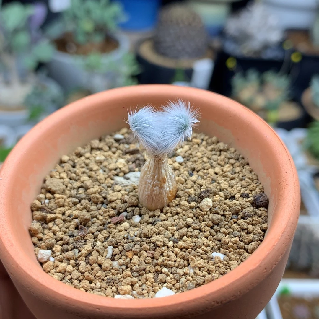 毛叶石蒜多肉带盆发货