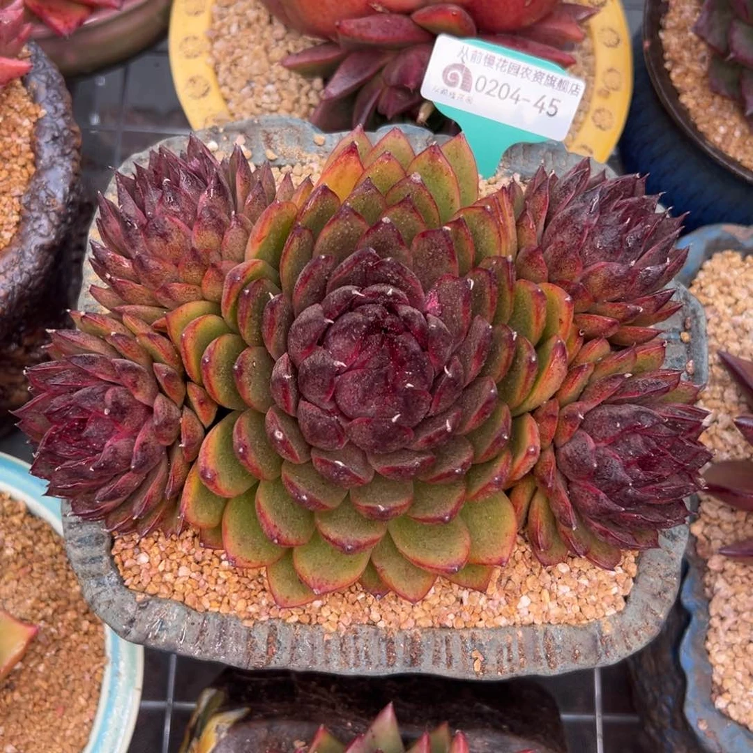 多肉一物一拍0204-45