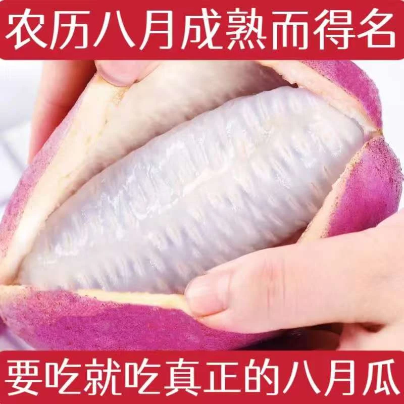 新鲜水果八月瓜甜八月炸安徽特产当季野生木通果现摘 5斤整箱包邮