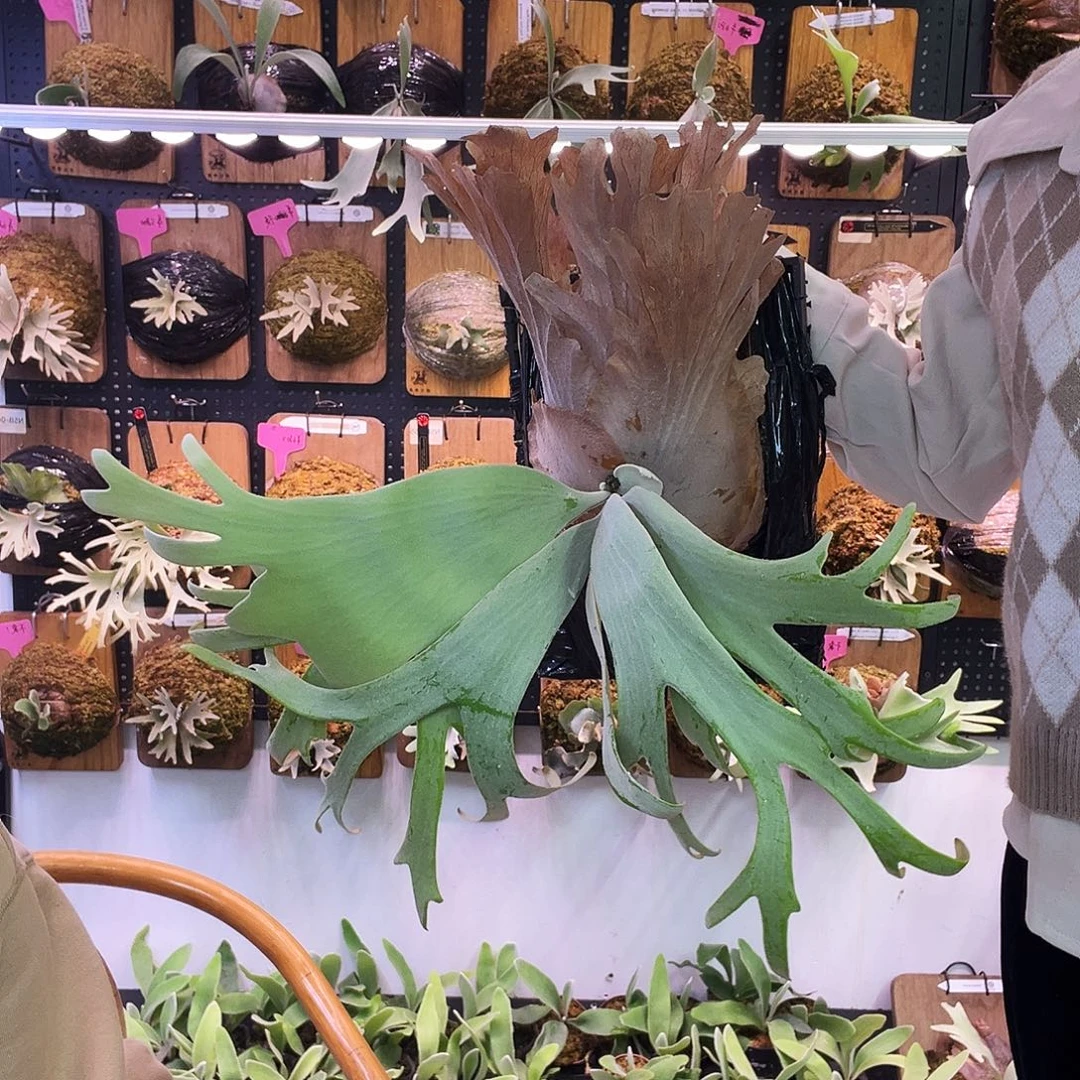 秒 sf 水汽 鹿角蕨