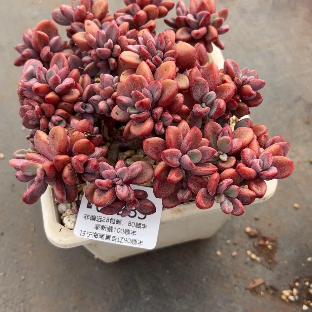多肉植物02283gg